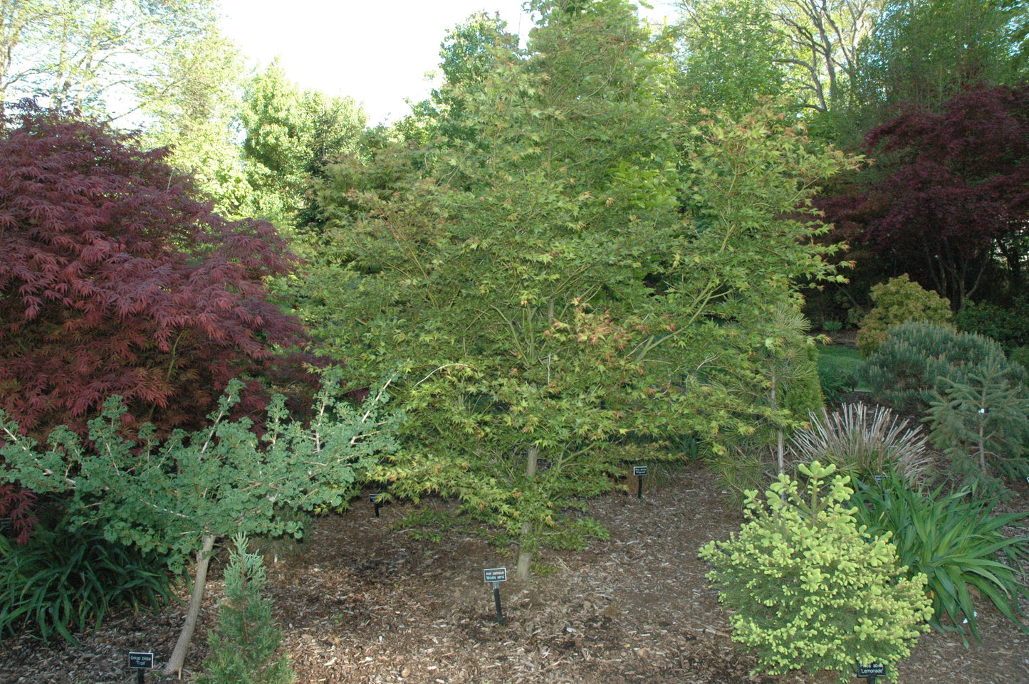 Acer palmatum 'Mitsuba Yama' RARE