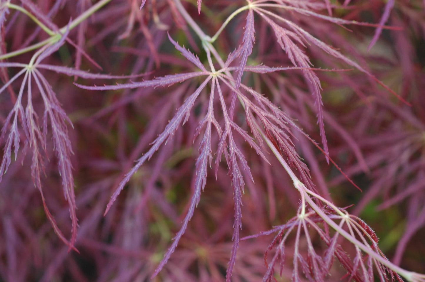 Acer palmatum 'Edgewood'