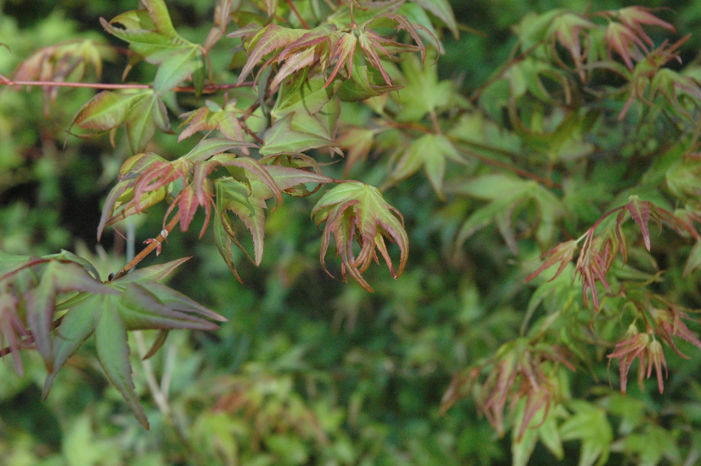 Acer palmatum 'Mitsuba Yama' RARE