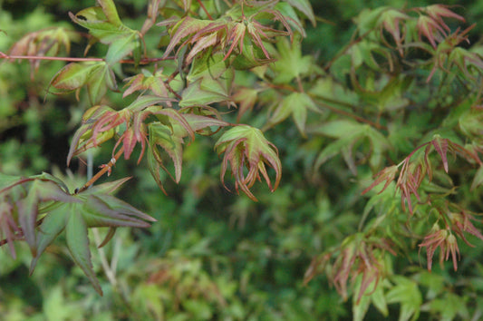 Acer palmatum 'Mitsuba Yama' RARE