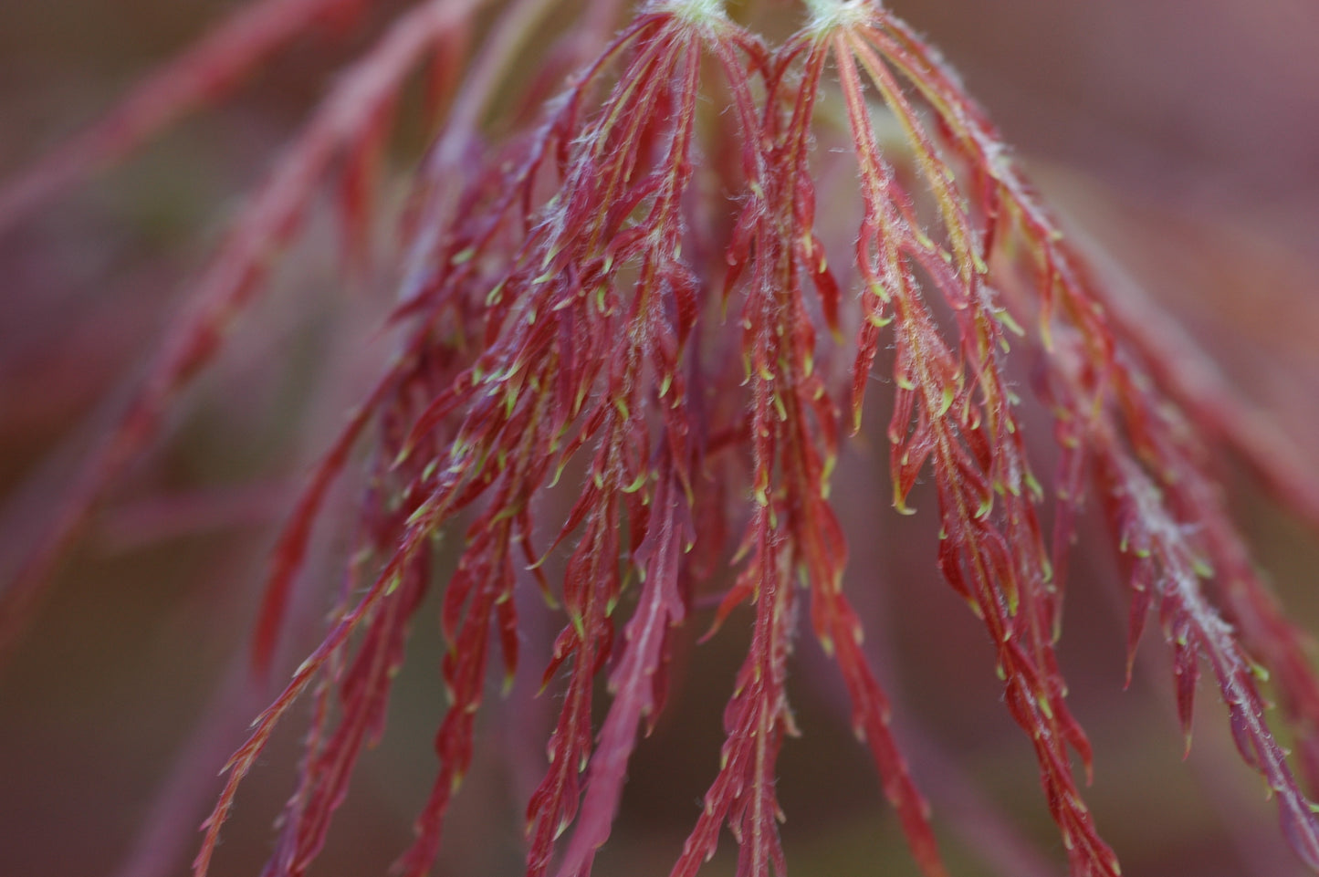 Acer palmatum 'Edgewood'