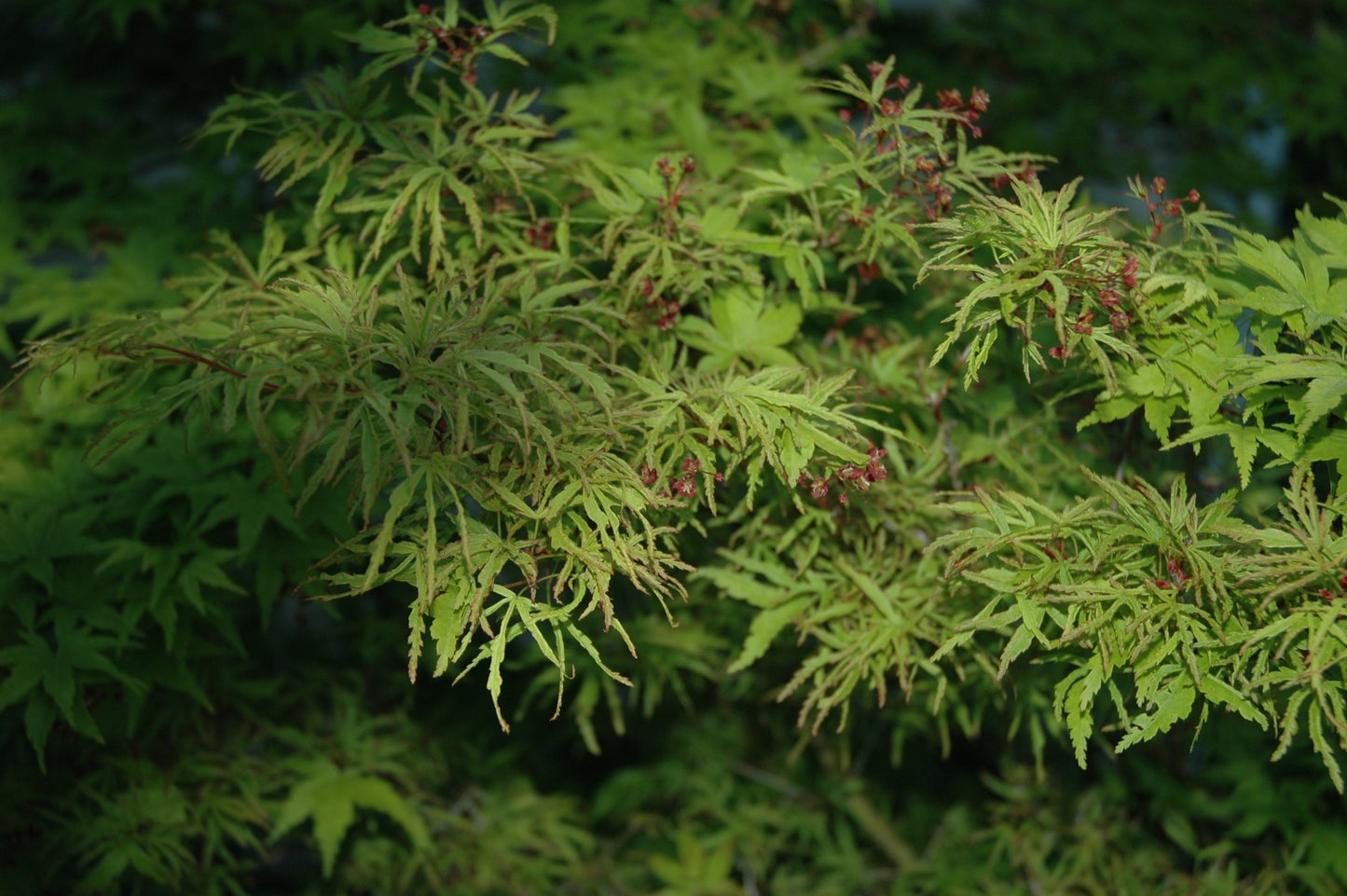 Acer palmatum 'Tiny Leaf' ('Mini Mondo')