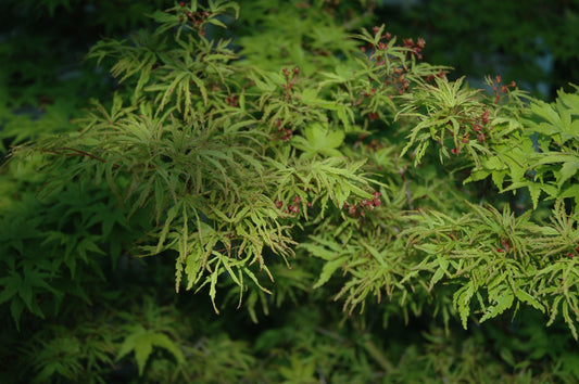 Acer palmatum 'Tiny Leaf' ('Mini Mondo')