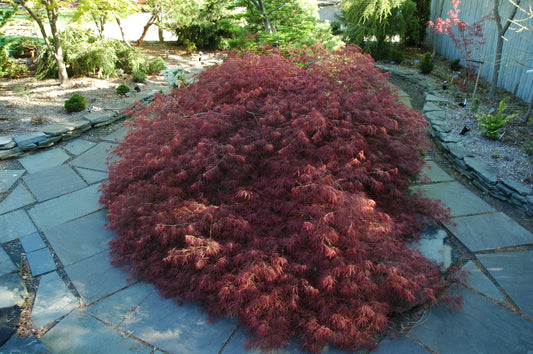 Acer palmatum 'Edgewood'