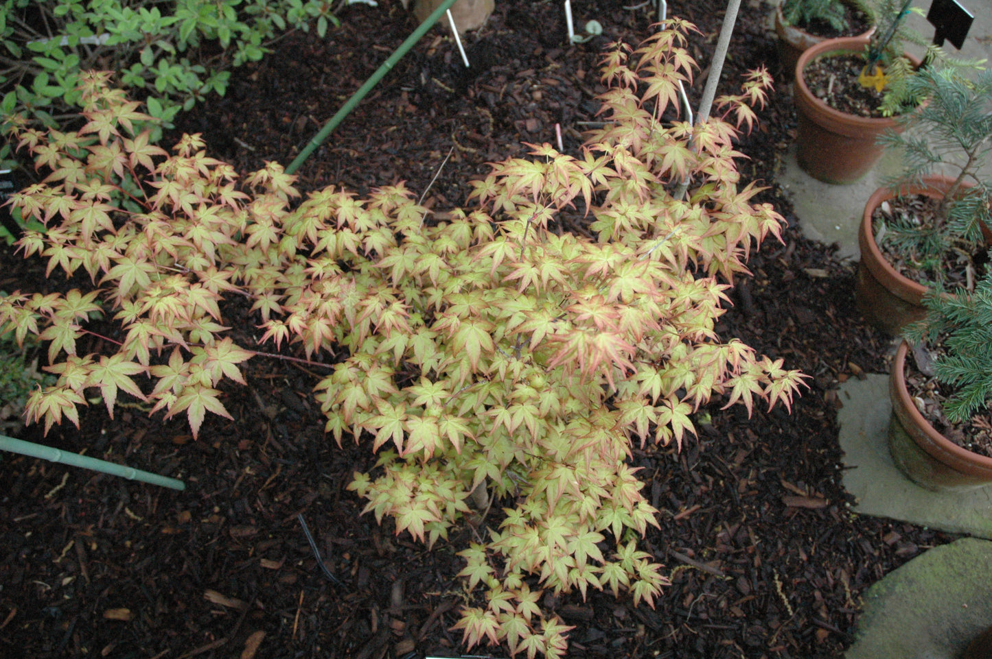 Acer palmatum 'Katsura Nishiki' RARE
