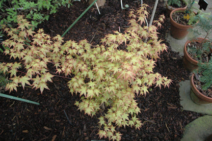 Acer palmatum 'Katsura Nishiki' RARE