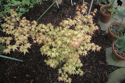 Acer palmatum 'Katsura Nishiki' RARE