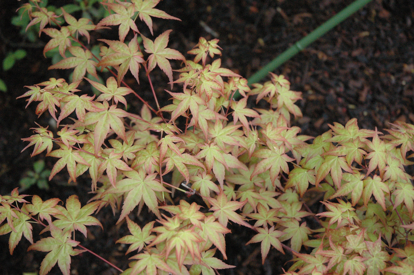 Acer palmatum 'Katsura Nishiki' RARE
