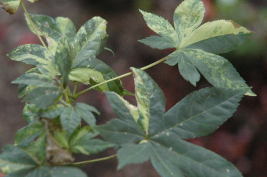 Acer palmatum 'Shiro Kami Nishiki'