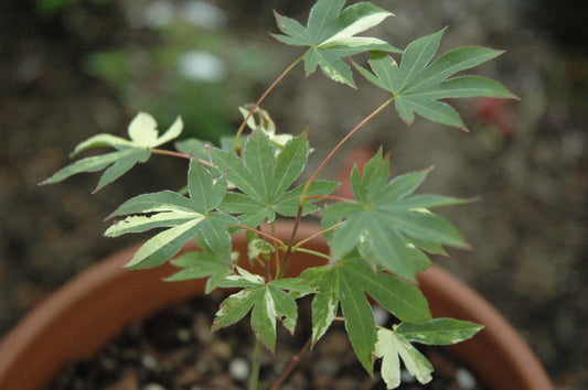 Acer palmatum 'Meiho Nishiki'