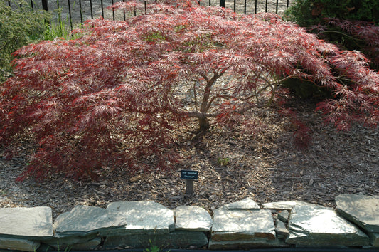 Acer palmatum 'Ornatum'