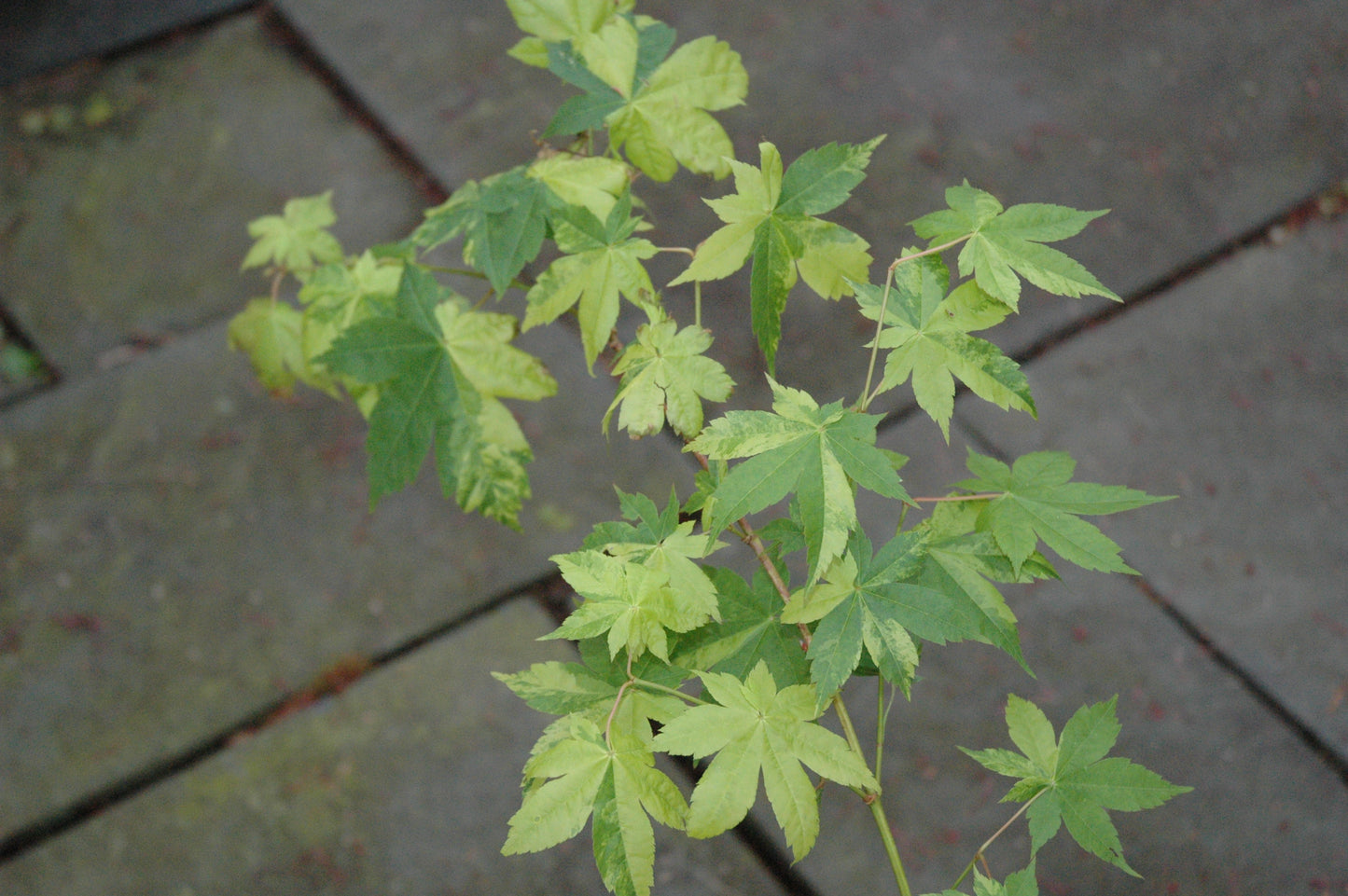 Acer palmatum 'Shiro Kami Nishiki'