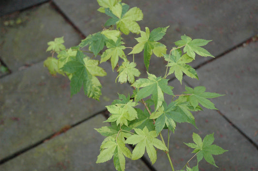 Acer palmatum 'Shiro Kami Nishiki'