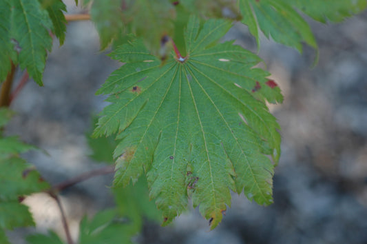 Acer japonicum 'O Isami'