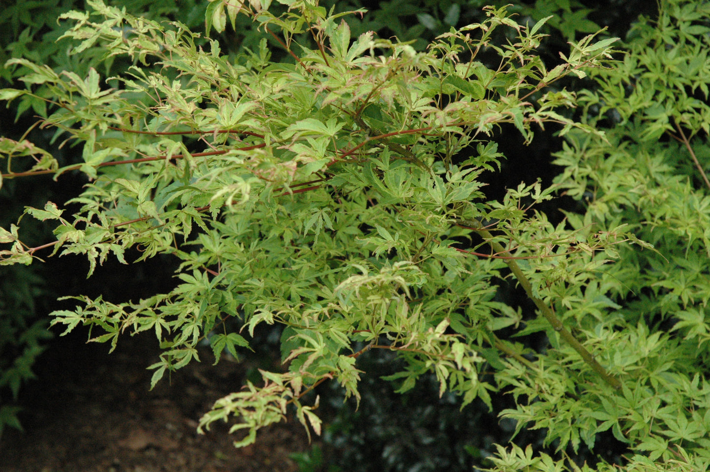 Acer palmatum 'Tiny Leaf' ('Mini Mondo')