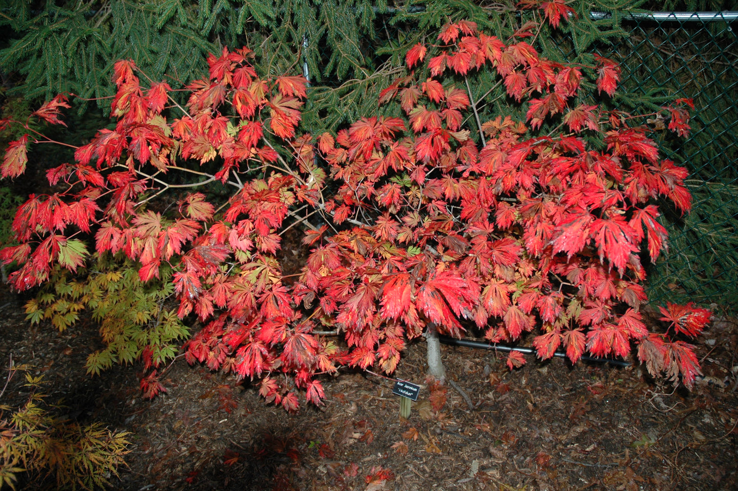Acer japonicum 'Filiformis'