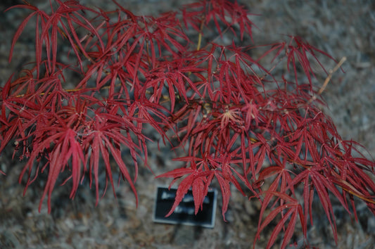 Acer palmatum 'Keiser'