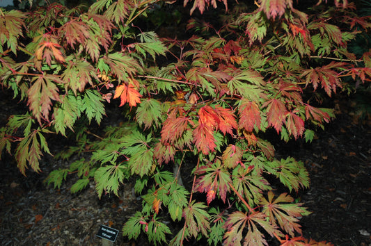 Acer japonicum 'Filiformis'