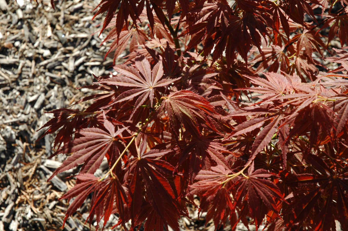 Acer palmatum 'Burgundy Lime' RARE