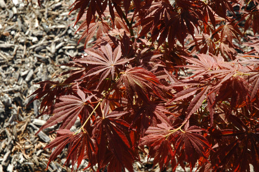 Acer palmatum 'Burgundy Lime' RARE
