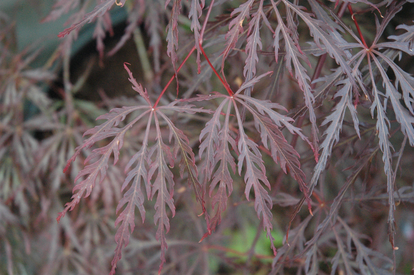 Acer palmatum 'Chitoseyama Shidare'