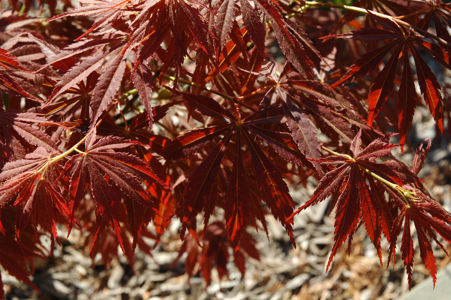 Acer palmatum 'Burgundy Lime' RARE
