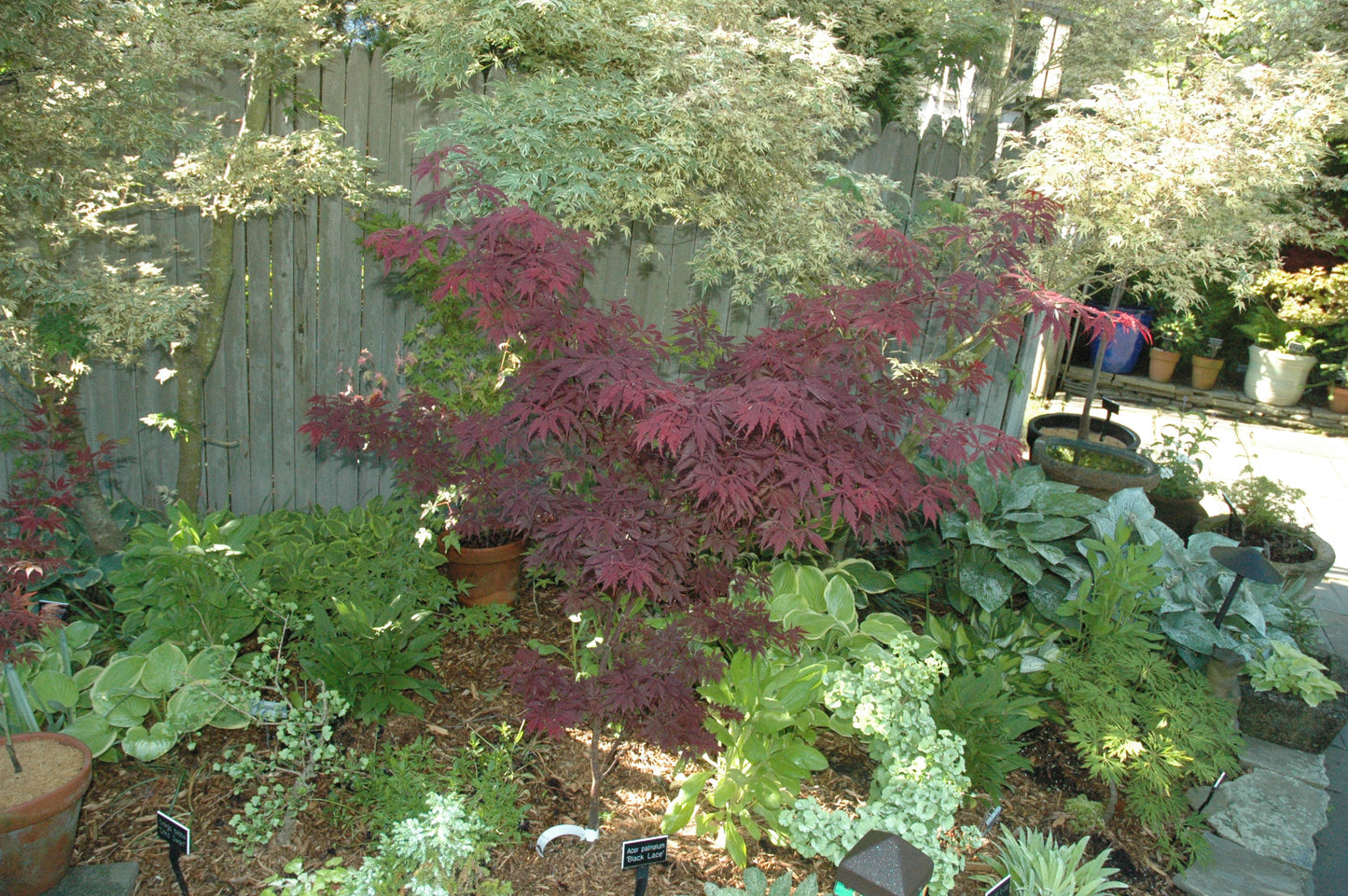 Acer palmatum 'Black Lace'