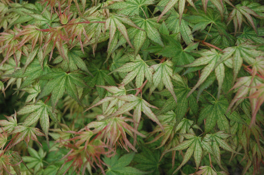 Acer palmatum 'Peve Multicolor'
