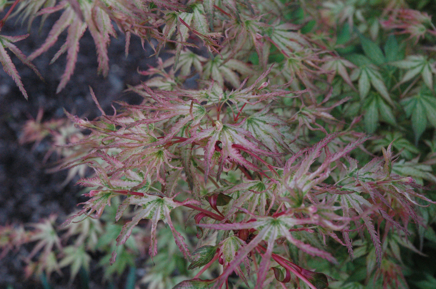 Acer palmatum 'Peve Multicolor'
