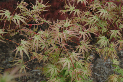 Acer palmatum 'Peve Multicolor'