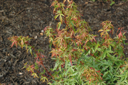 Acer palmatum 'Garyu'