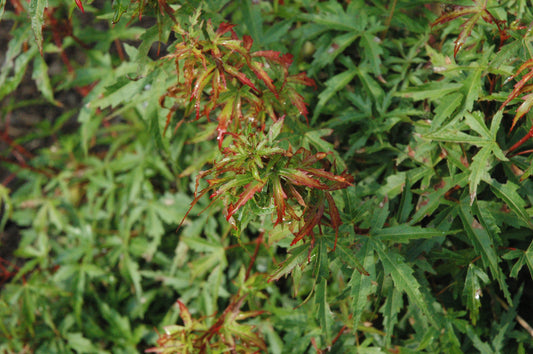 Acer palmatum 'Garyu'