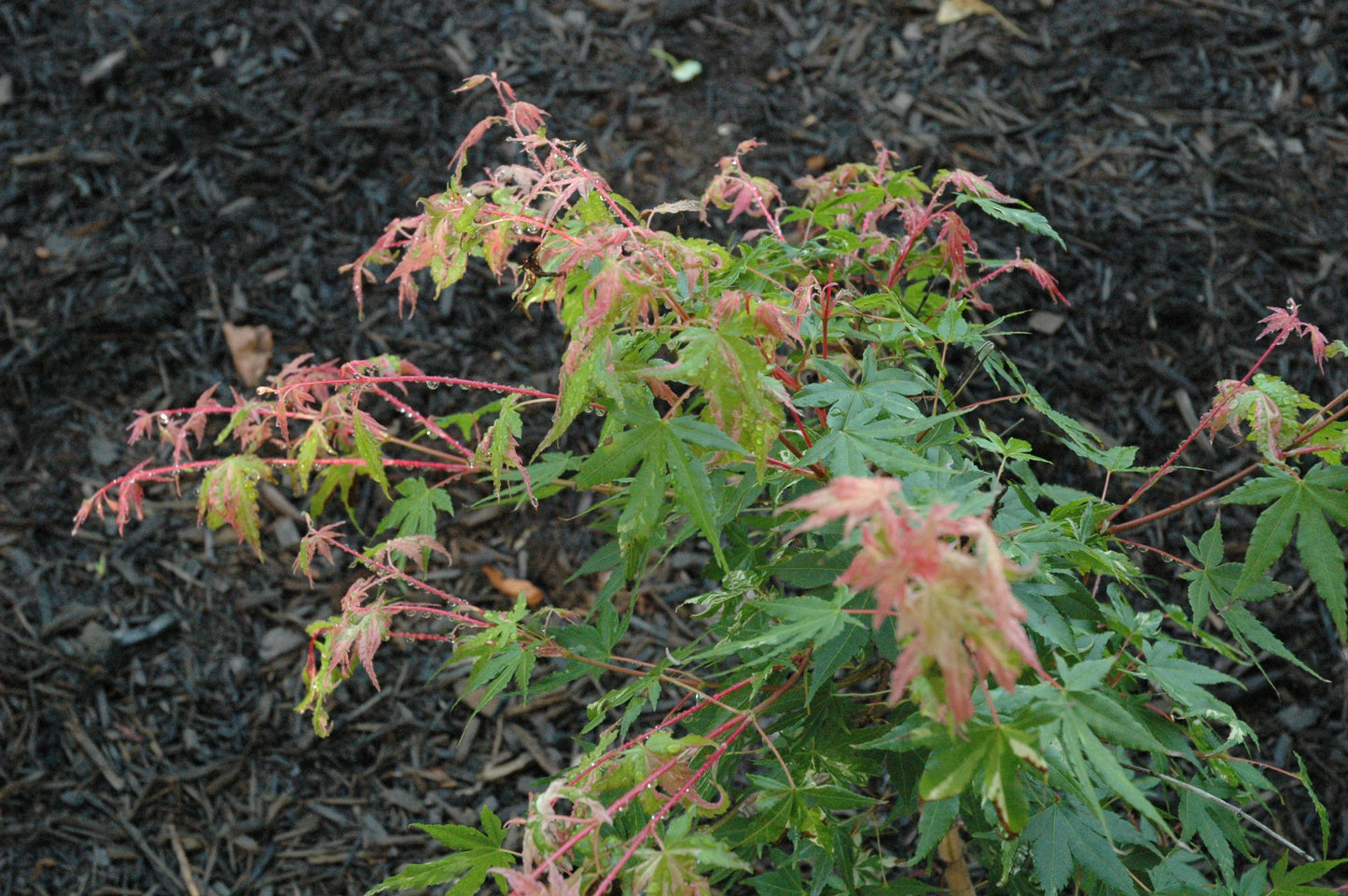 Acer palmatum 'Taiyo Nishiki'