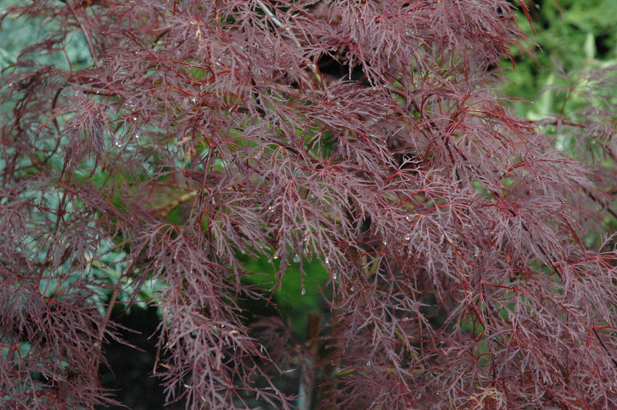 Red Filigree Acer palmatum 'Red Filigree Lace' – Garden Treasures Nursery