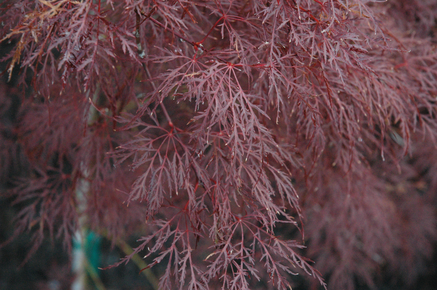 Acer palmatum 'Red Filigree Lace'