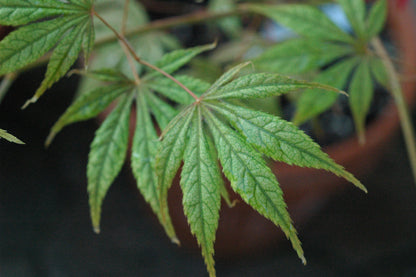 Acer palmatum 'Elwood'