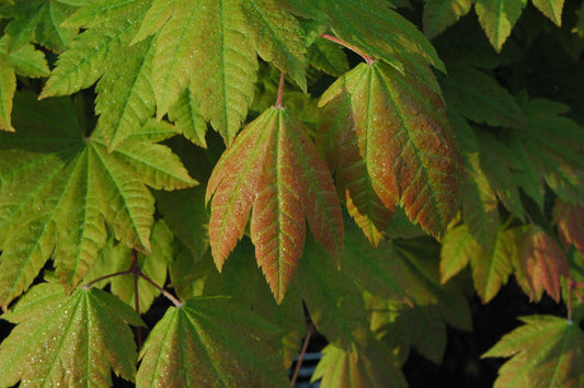 Acer japonicum 'Taki No Gawa'