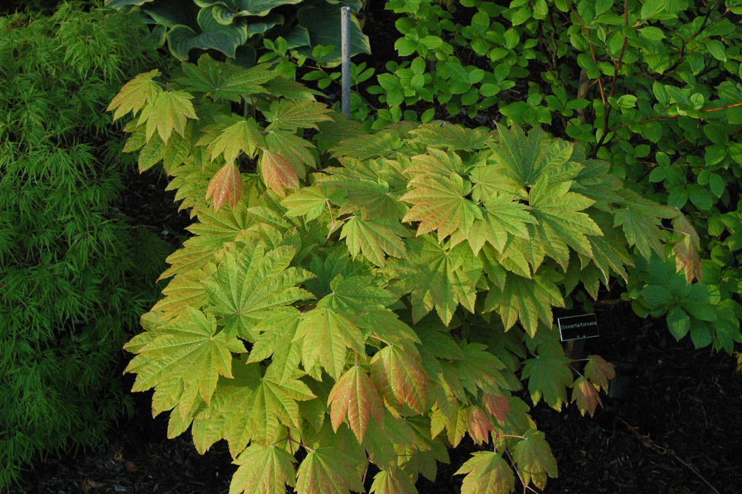 Acer japonicum 'Taki No Gawa'