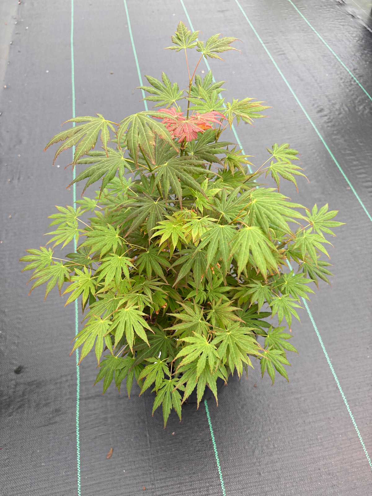 Acer shirasawanum 'Johin'