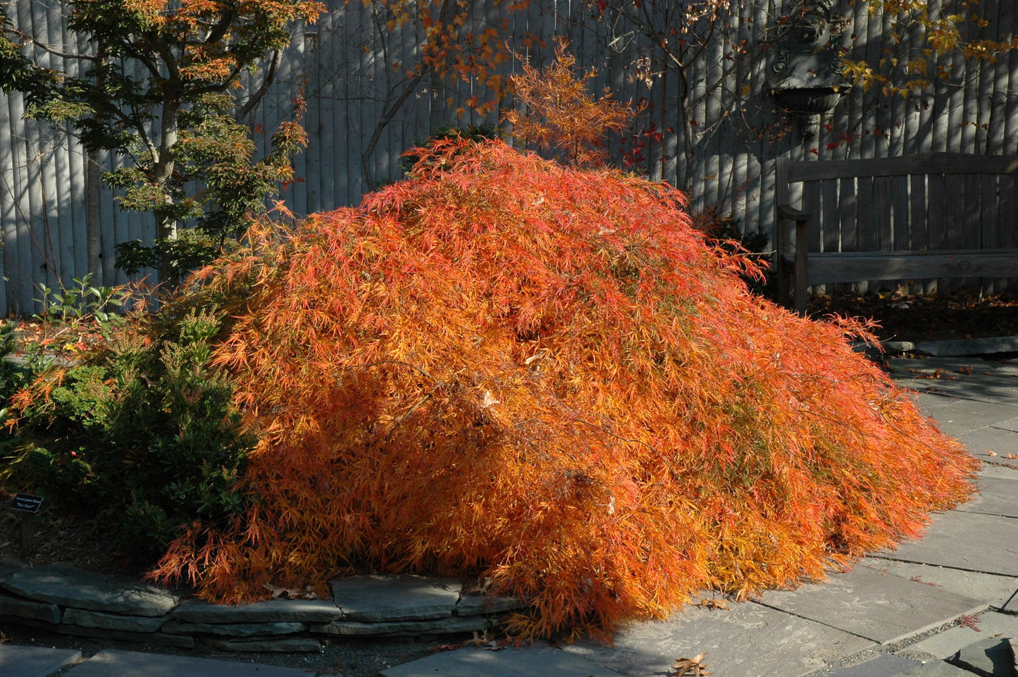 Acer palmatum 'Edgewood'