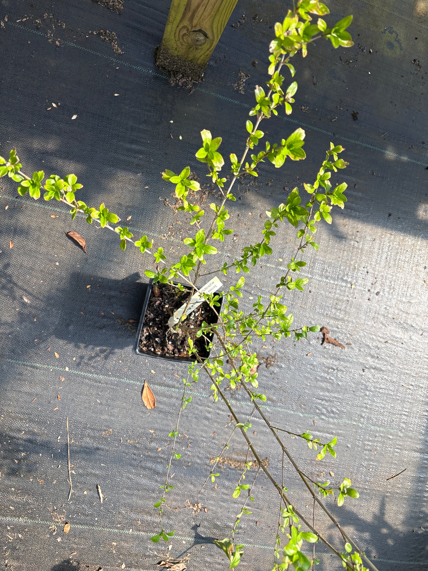 Serissa japonica 'Snow Rose'