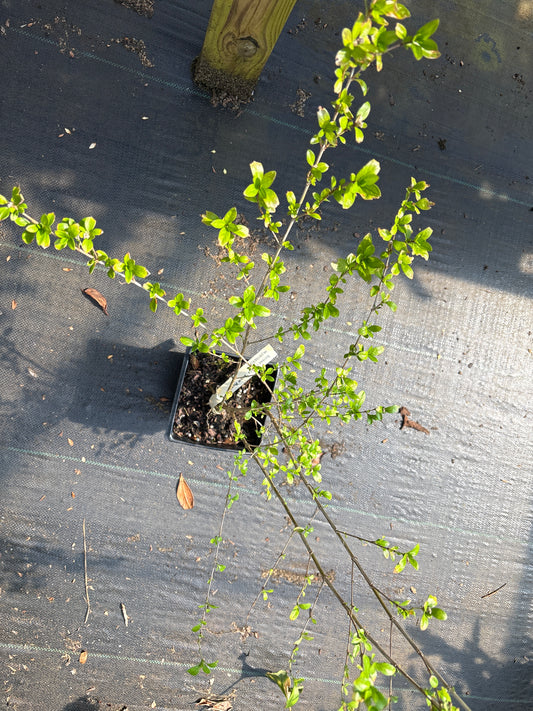 Serissa japonica 'Snow Rose'
