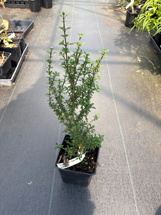 Serissa japonica 'Kyoto'