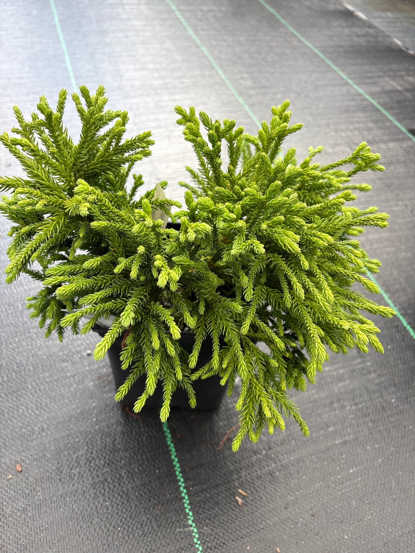 Cryptomeria japonica 'Little Sonja'