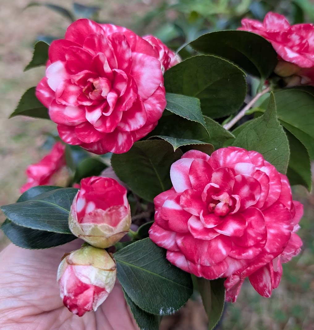 Camellia japonica 'Camoes'