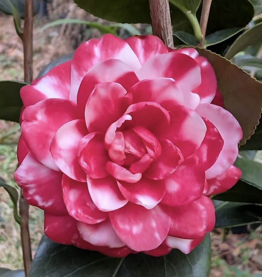 Camellia japonica 'Camoes'