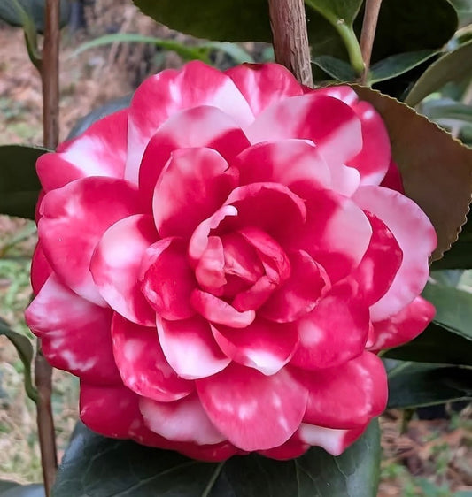 Camellia japonica 'Camoes'