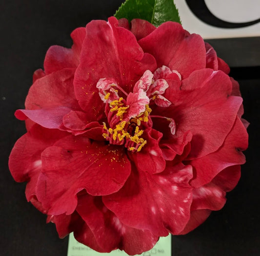 Camellia japonica 'Cherries Jubilee'