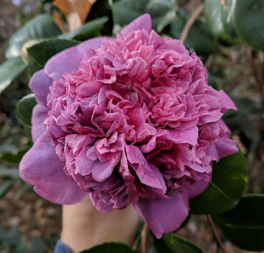 Camellia japonica 'Dona Herzilis de Freitas Magalhaes'