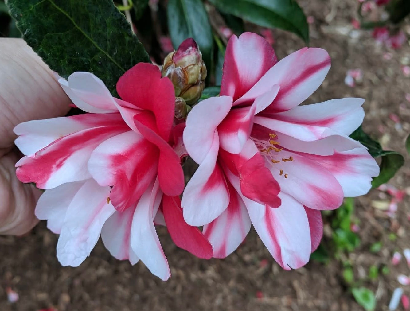 Camellia japonica 'Hakuhan-kujaku'
